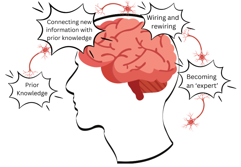 Brain learning process